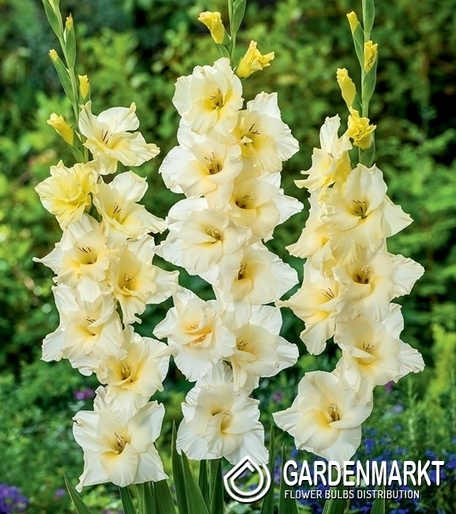 Gladiolus-Mieczyk Wielkokwiatowy Speed Date 5 szt.