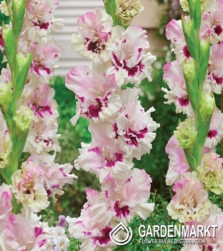 Gladiolus-Mieczyk Wielkokwiatowy Dreamy Creamy 5 szt.