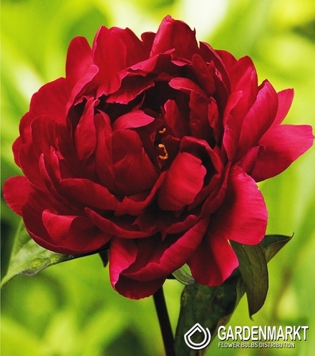Piwonia Madame Gaudichau 1 szt.