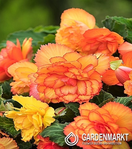 Begonia Dwukolorowa Prima Donna Sunburst 1 szt.