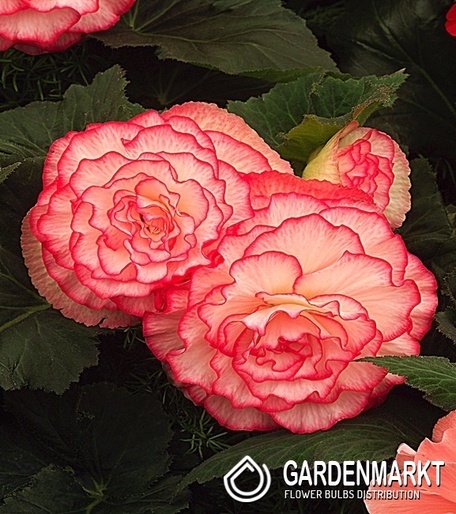 Begonia Dwukolorowa Prima Donna Blush 1 szt.