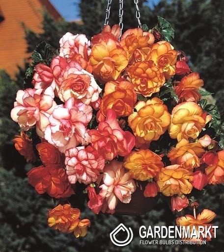 Begonia Dwukolorowa Hanging Sensation Picotee 1 szt.