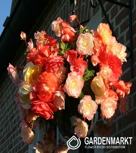 Begonia Dwukolorowa Aromantics Hanging And Upright 1 szt.