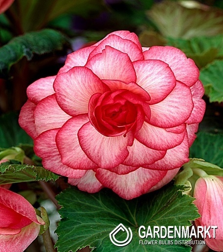 Begonia Dwukolorowa Bouton De Rose 1 szt.