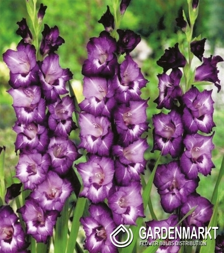 Gladiolus-Mieczyk Wielkokwiatowy Volbeat 5 szt.