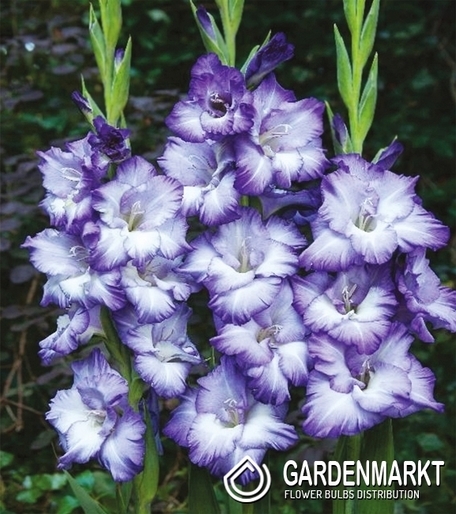 Gladiolus-Mieczyk Wielkokwiatowy Blue Storm 5 szt.