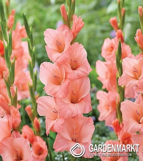 Gladiolus-Mieczyk Wielkokwiatowy Fortarosa 5 szt.