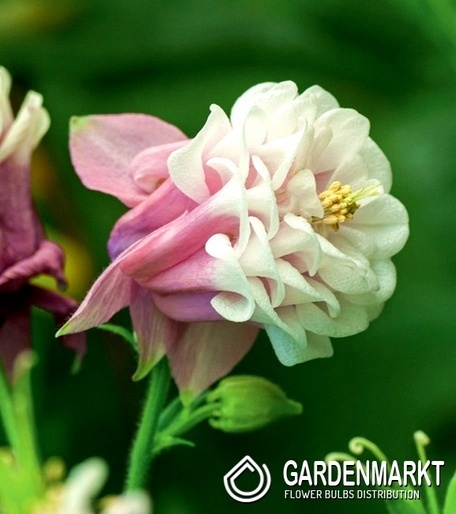 Aquilegia Orlik Pink Pettitcoat 1 szt.