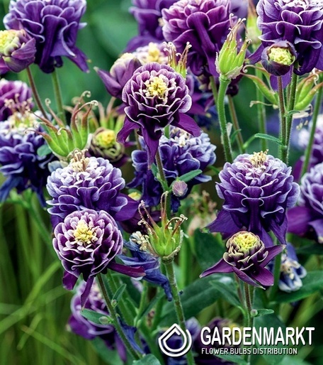 Aquilegia Orlik Christa Barlow 1 szt.