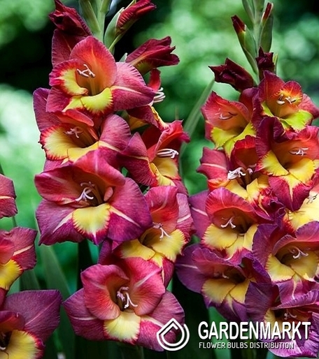 Gladiolus-Mieczyk Wielkokwiatowy Michelle 5 szt.