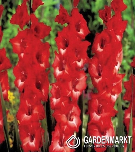 Gladiolus-Mieczyk Wielkokwiatowy Joska 5 szt.