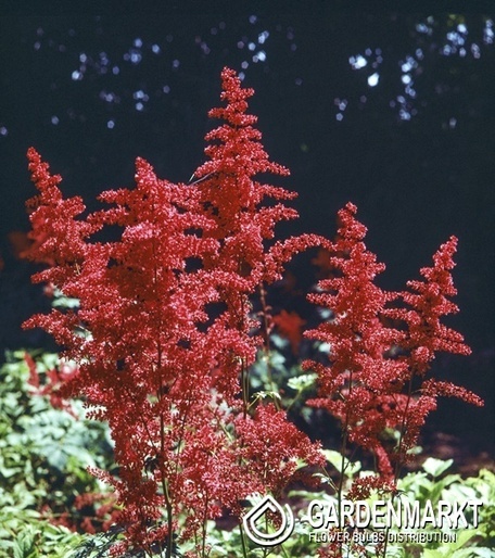 Astilbe Tawułka Spinell 1 szt.