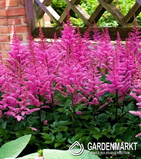Astilbe Tawułka Maggie Daley 1 szt.