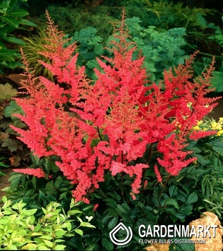 Astilbe Tawułka Granat 1 szt.