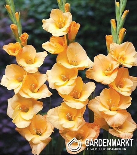 Gladiolus-Mieczyk Wielkokwiatowy Bunga 5 szt.