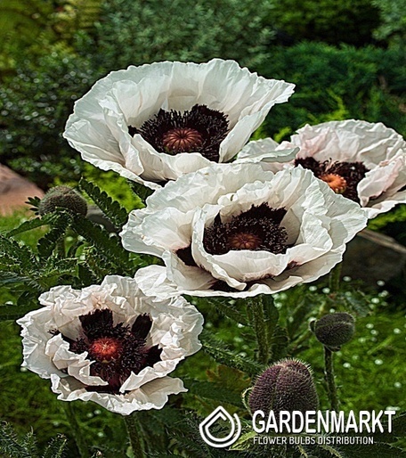 Papaver Orientale Mak Perry's White 1 szt.
