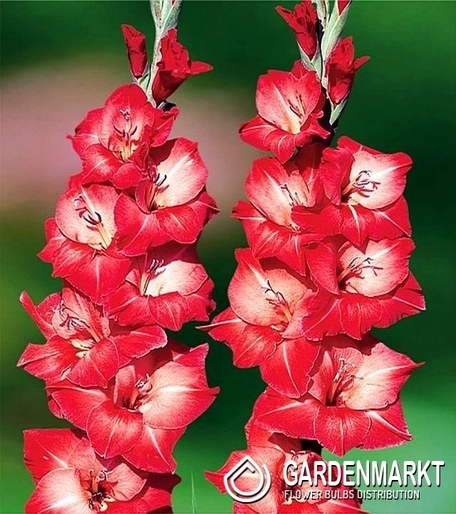 Gladiolus-Mieczyk Wielkokwiatowy Indian Summer 5 szt.