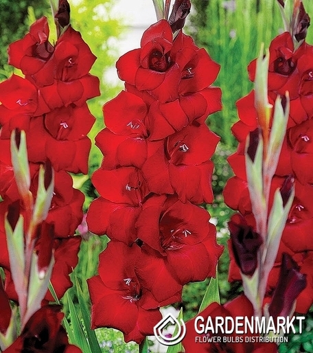 Gladiolus-Mieczyk Wielkokwiatowy Fat Boy 5 szt.