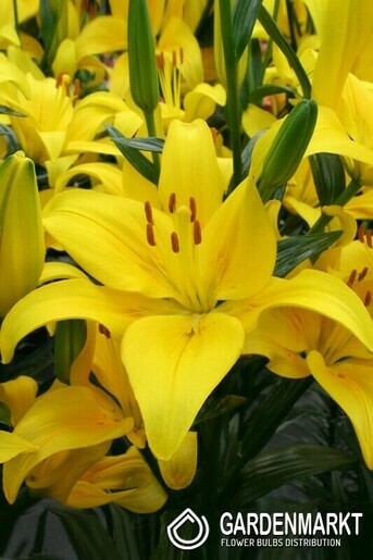 Lilia Azjatycka Yellow County 1 szt.