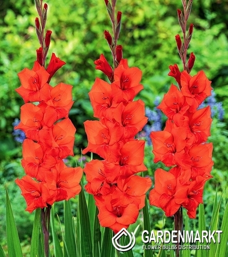 Gladiolus-Mieczyk Wielkokwiatowy Manhattan 5 szt.