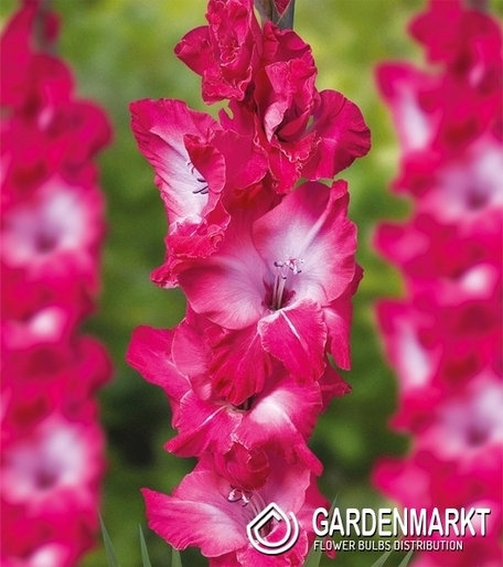 Gladiolus-Mieczyk Wielkokwiatowy Evident 5 szt.