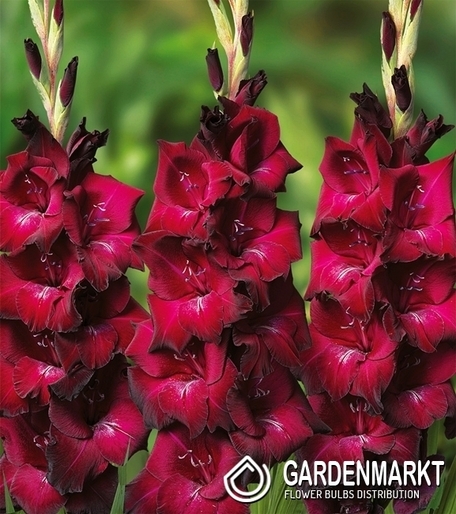 Gladiolus-Mieczyk Wielkokwiatowy Mahler 5 szt.