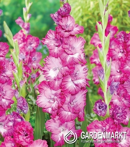 Gladiolus-Mieczyk Wielkokwiatowy Nablus 5 szt.