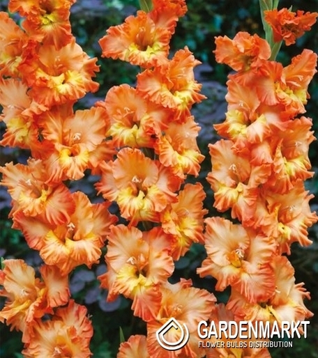 Gladiolus-Mieczyk Wielkokwiatowy Coral Crush 5 szt.