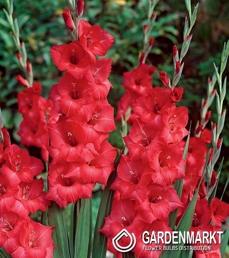 Gladiolus-Mieczyk Wielkokwiatowy Rosiebee Red 5 szt.