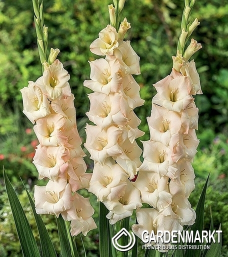 Gladiolus-Mieczyk Wielkokwiatowy Ivory Perfection 5 szt.