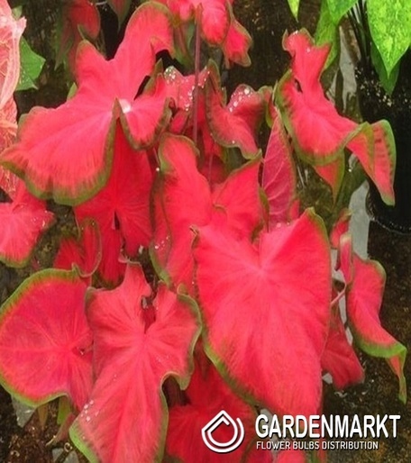 Caladium - Kaladium Cherry Tart 1 szt.