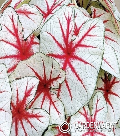 Caladium - Kaladium Fiesta 1 szt.