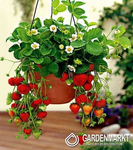 Truskawka Vibrant 1 szt