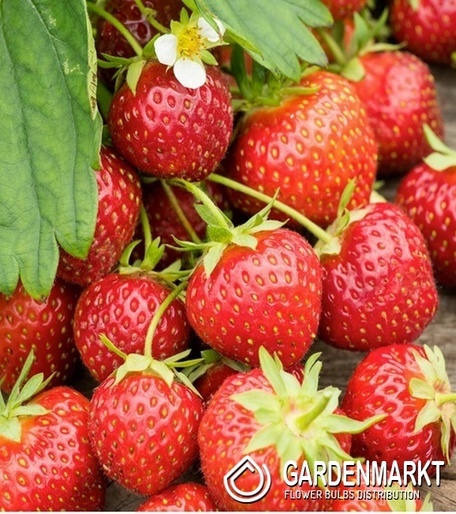 Truskawka Honeoye 1 szt
