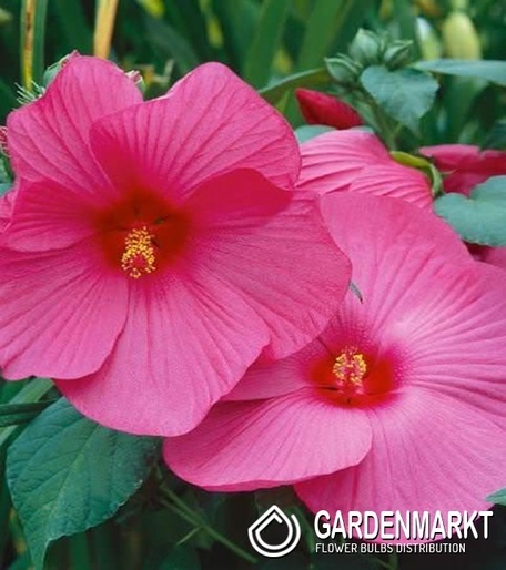 Hibiskus Bagienny Luna Rose 1 szt.