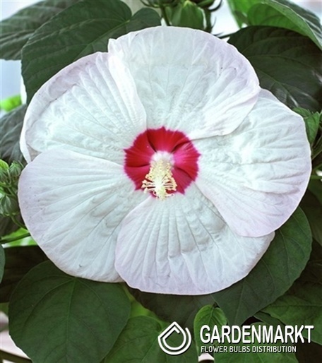 Hibiskus Bagienny Luna White 1 szt.