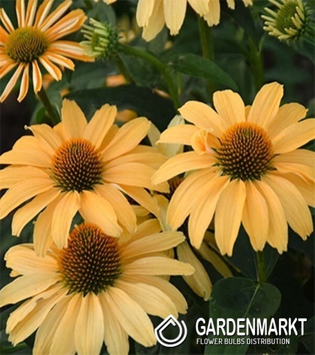Echinacea - Jeżówka Mellow Yellows Doniczka 1 szt.