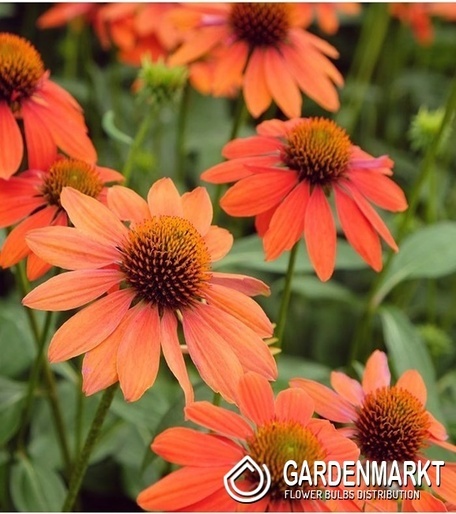 Echinacea - Jeżówka Orange Sunset Doniczka 1 szt.