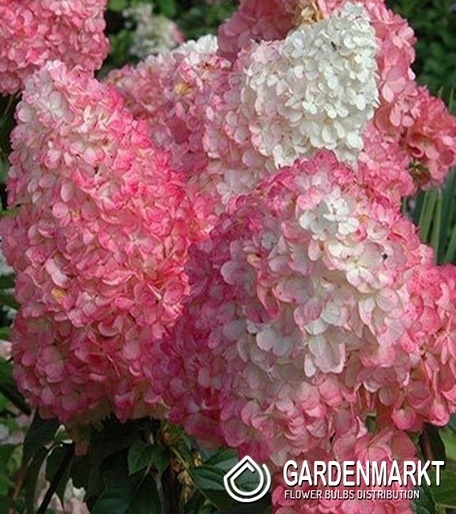 Hortensja Bukietowa Vanille Fraise 1szt.