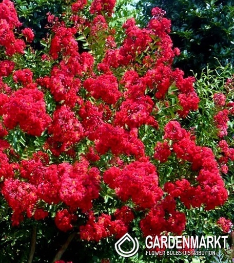 Lagerstroemia Petite Red 1szt.