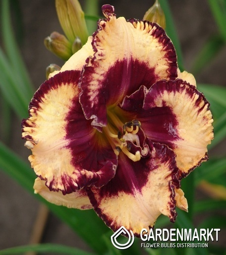 Hemerocallis-Liliowiec Open My Eyes 1 szt.