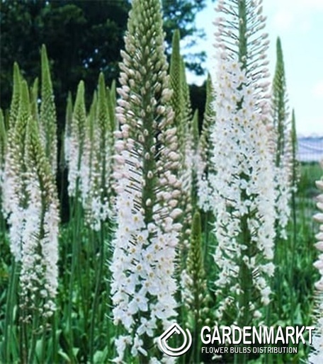 Eremurus - Pustynnik Brutus 1 szt.