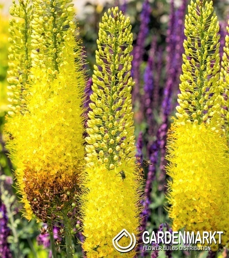 Eremurus - Pustynnik Moneymaker 1 szt