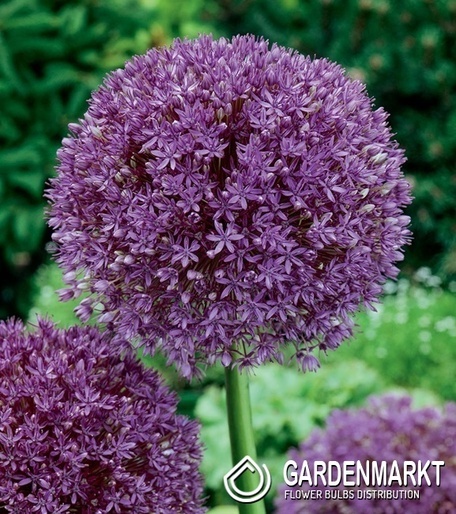 Allium - Czosnek Purple Sensation 3 szt.