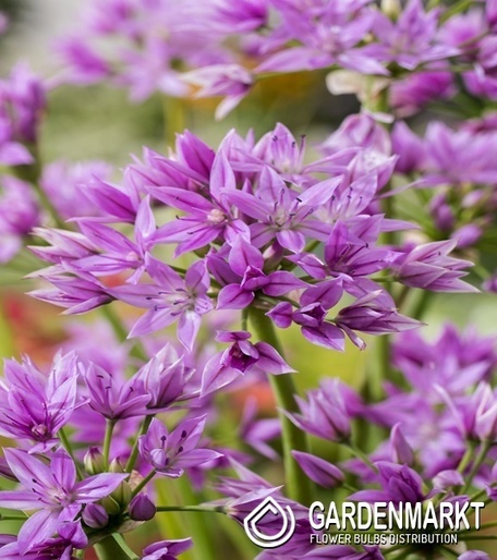 Allium - Czosnek Eros 5 szt.