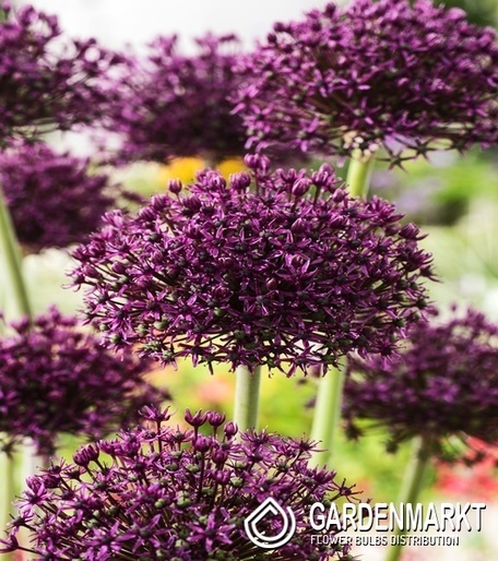 Allium - Czosnek Miami 5 szt.
