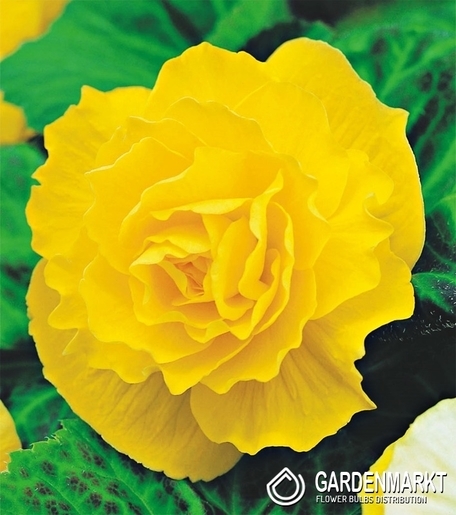 Begonia Podwójna Żółta 1 szt.