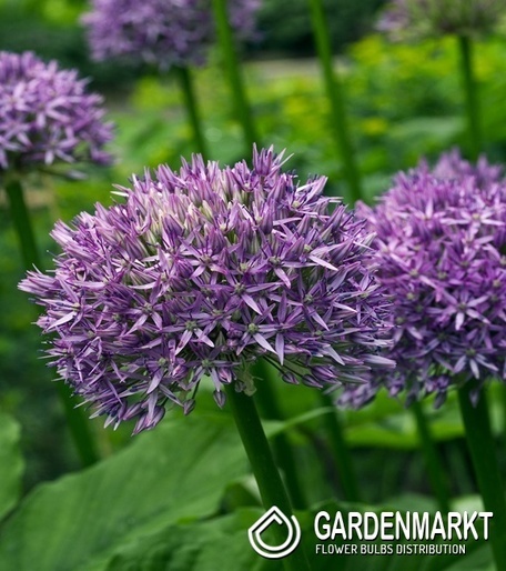 Allium - Czosnek Dutchman 1 szt.