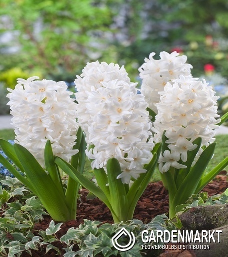 Hiacynt White Ideal 3 szt.