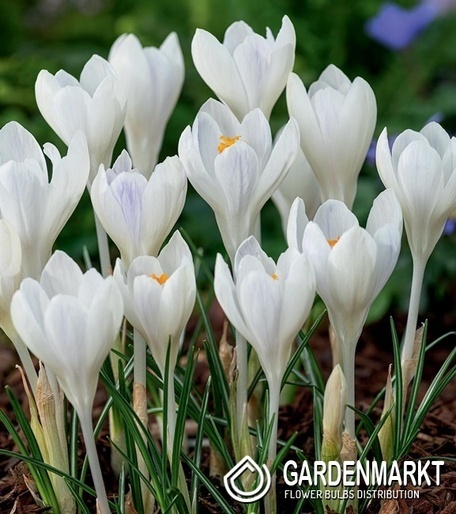 Krokus Wielkokwiatowy Ivory Princess 10 szt.